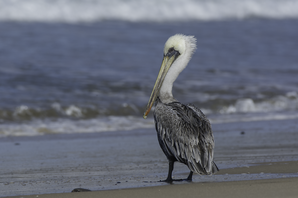 Brown Pelican - ML70166581