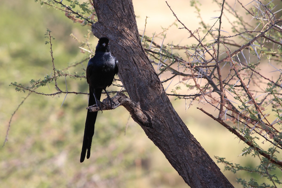 Bristle-crowned Starling - ML70166741