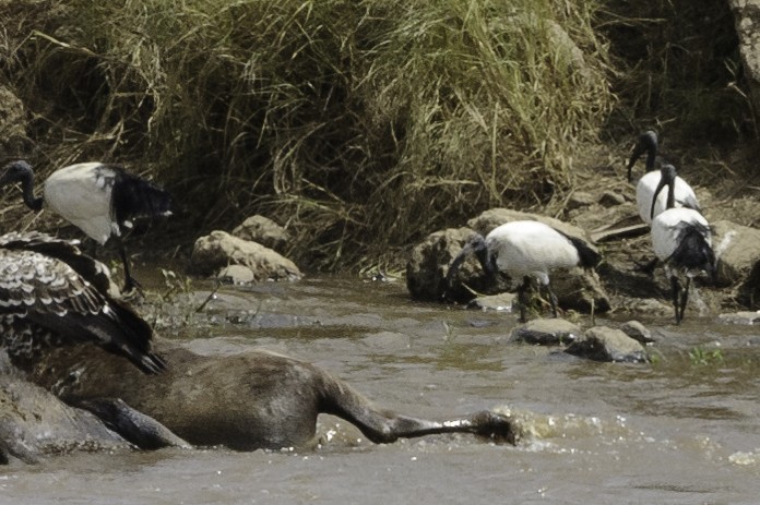 African Sacred Ibis - ML70167041