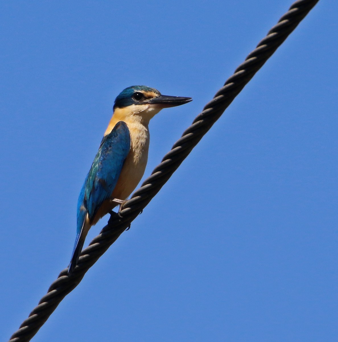 Sacred Kingfisher - ML70167321