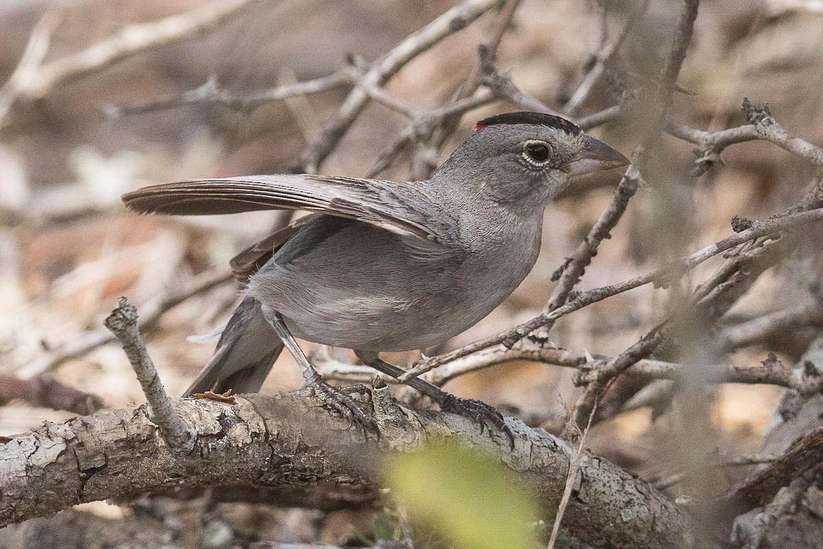 Pileated Finch - ML70169491