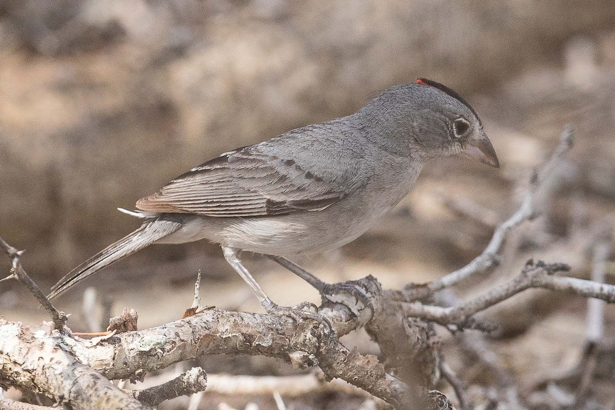 Pileated Finch - ML70169501