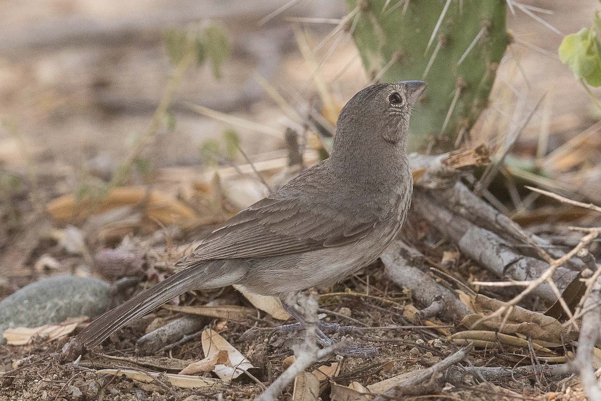 Pileated Finch - ML70169511