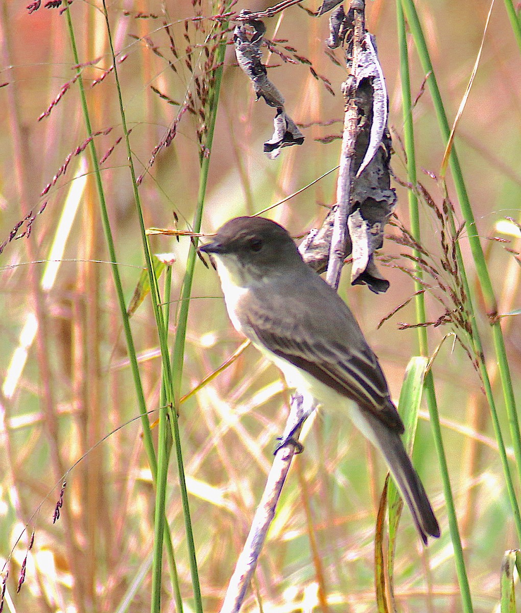 Eastern Phoebe - ML70169531