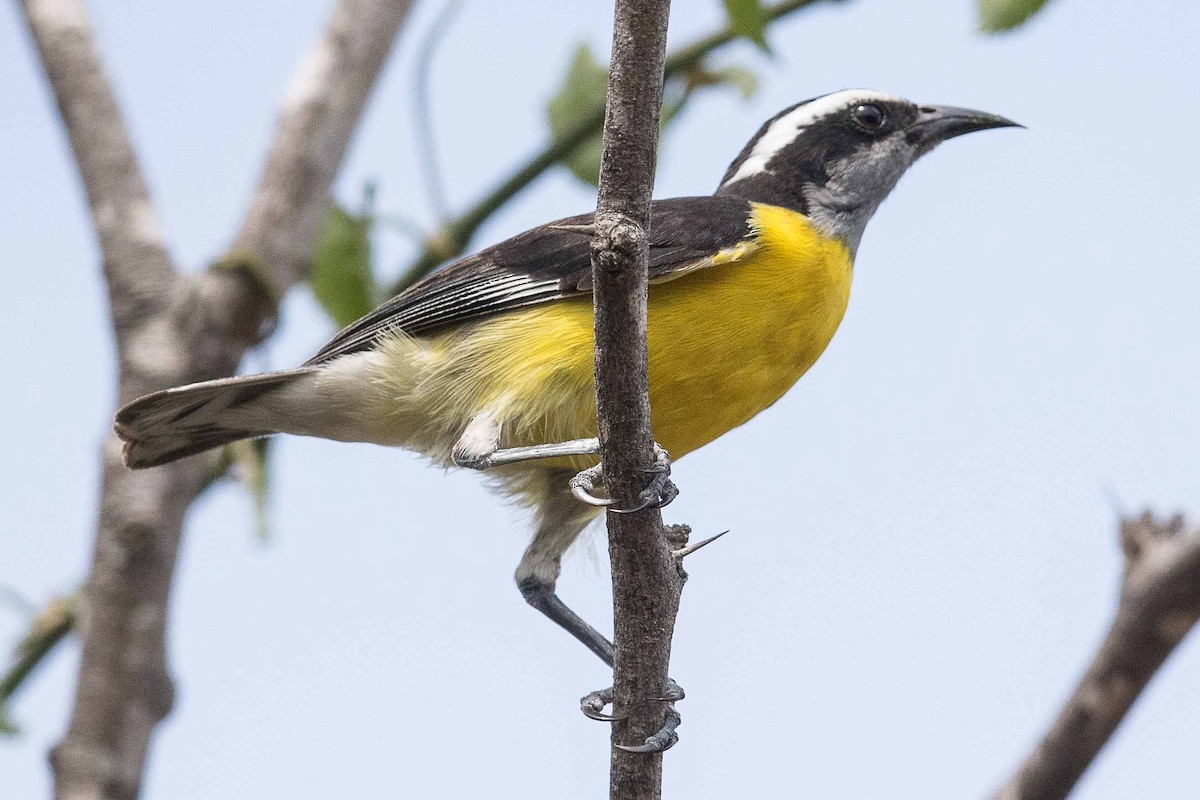 Bananaquit - ML70169551