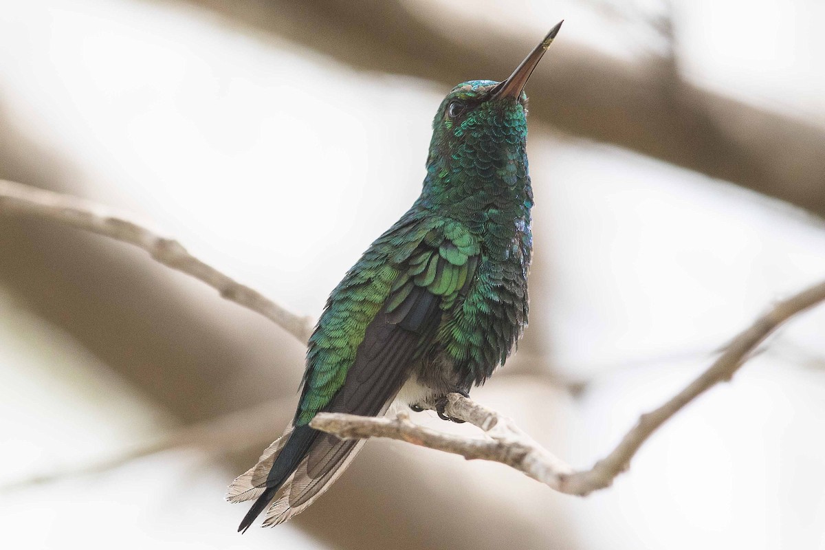 Red-billed Emerald - ML70169581