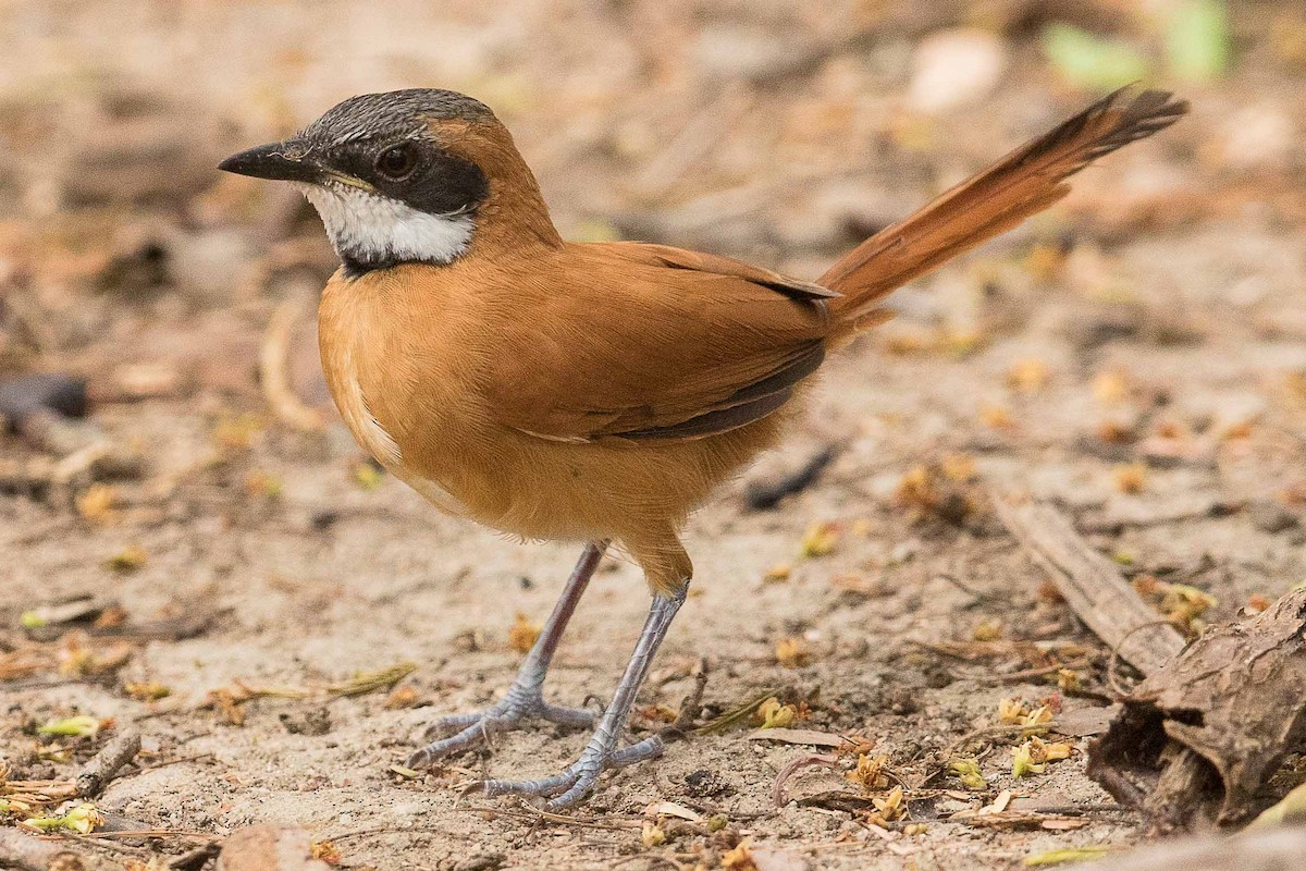 White-whiskered Spinetail - Eric VanderWerf