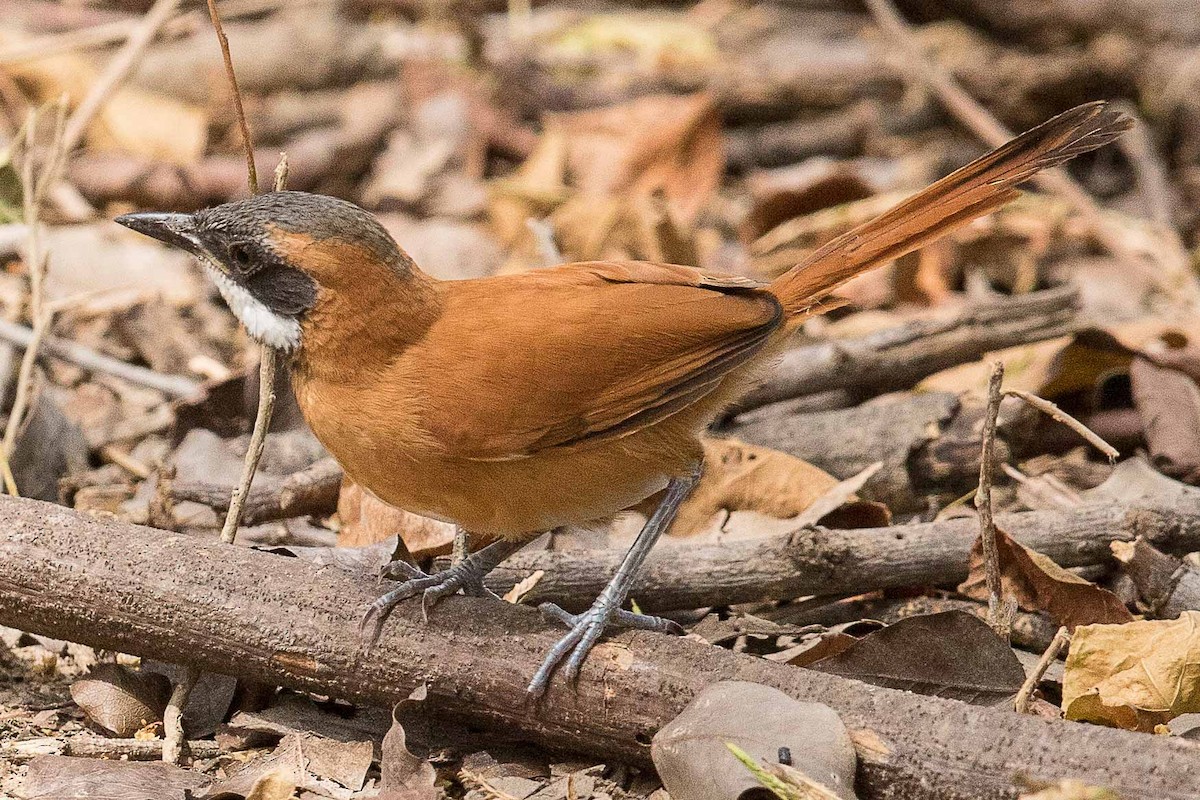 White-whiskered Spinetail - ML70169621