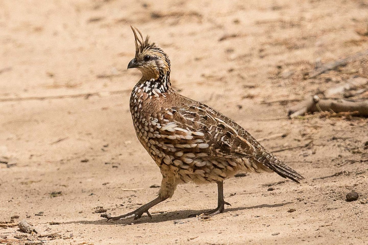 Crested Bobwhite - ML70169641