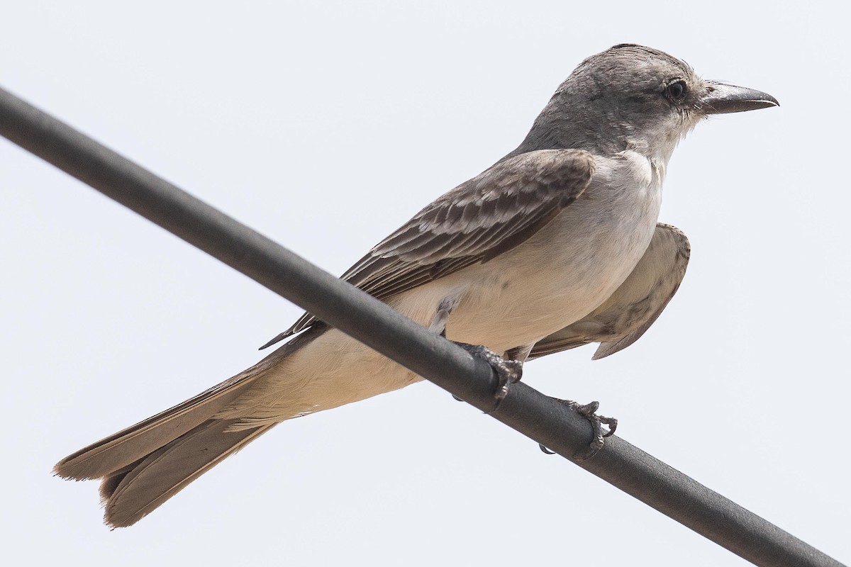 Gray Kingbird - ML70169651