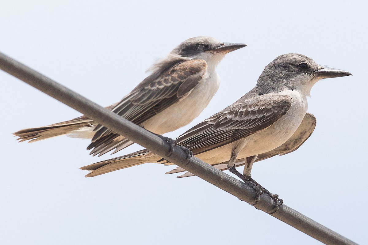 Gray Kingbird - ML70169691