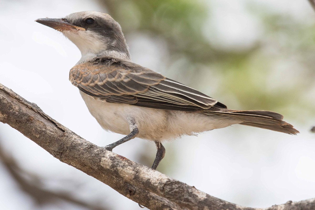Gray Kingbird - Eric VanderWerf