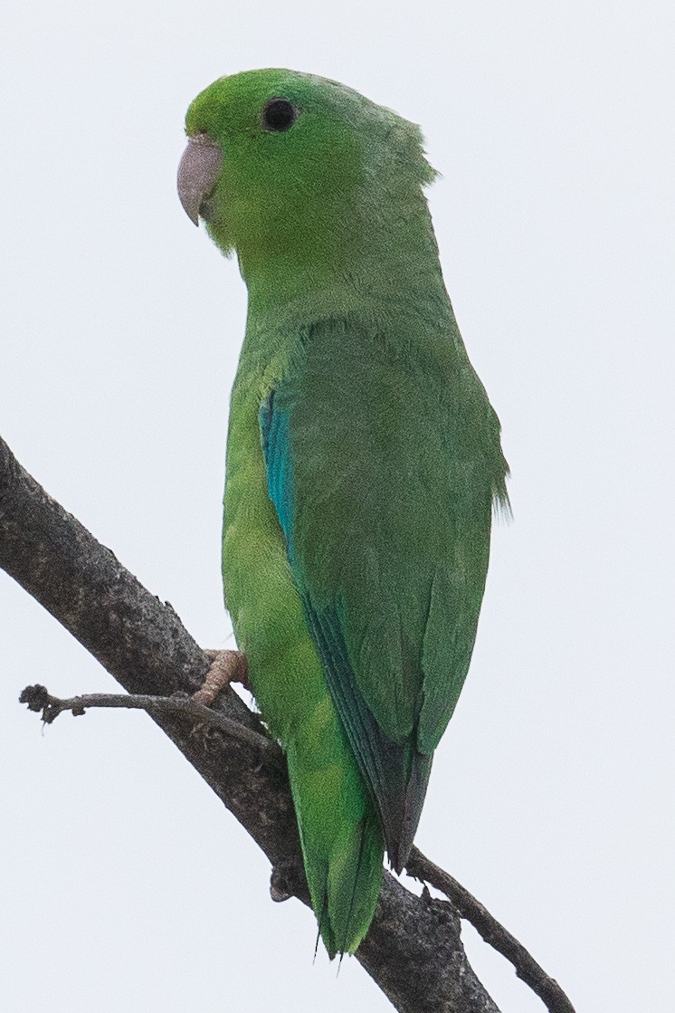 Grünbürzel-Sperlingspapagei - ML70169821