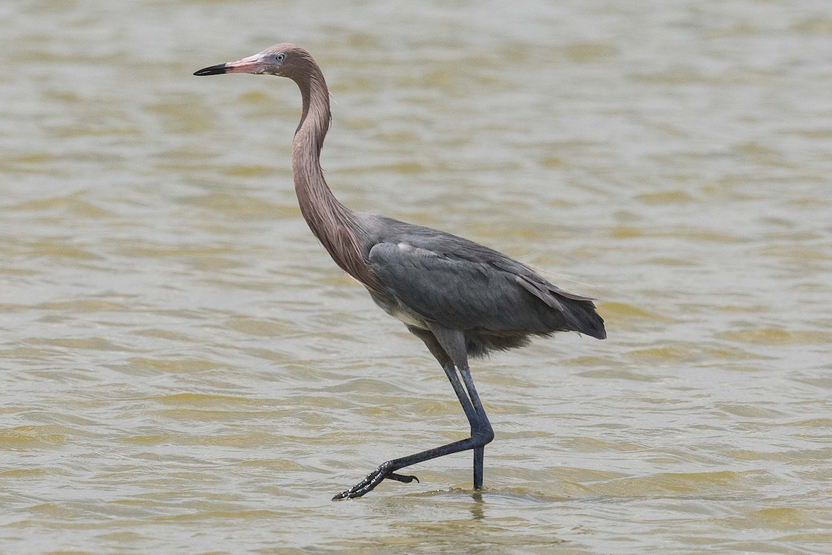 Reddish Egret - ML70169881