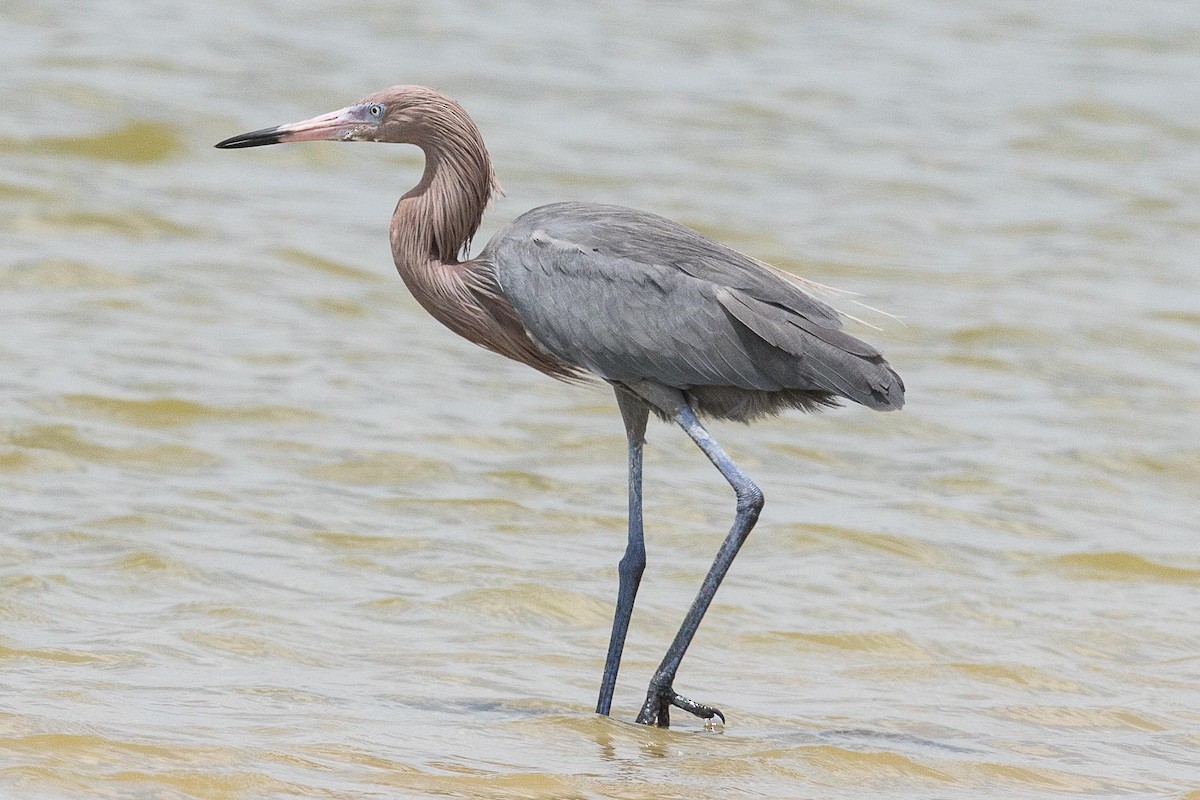 Reddish Egret - ML70169891