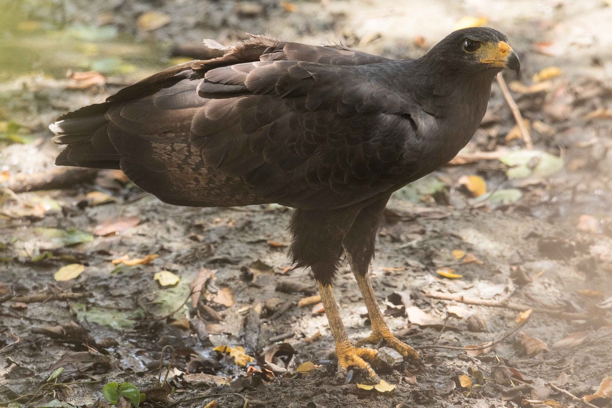 Krabbenbussard - ML70169921