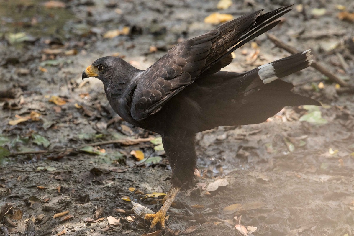 Krabbenbussard - ML70169931