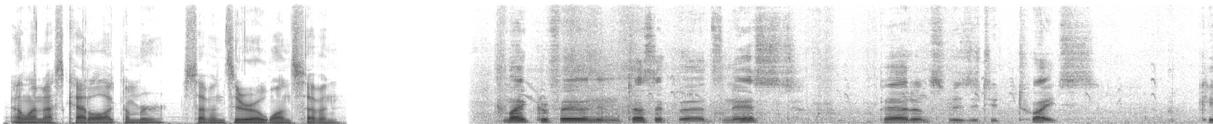 Blackish Cinclodes (Blackish) - ML7017