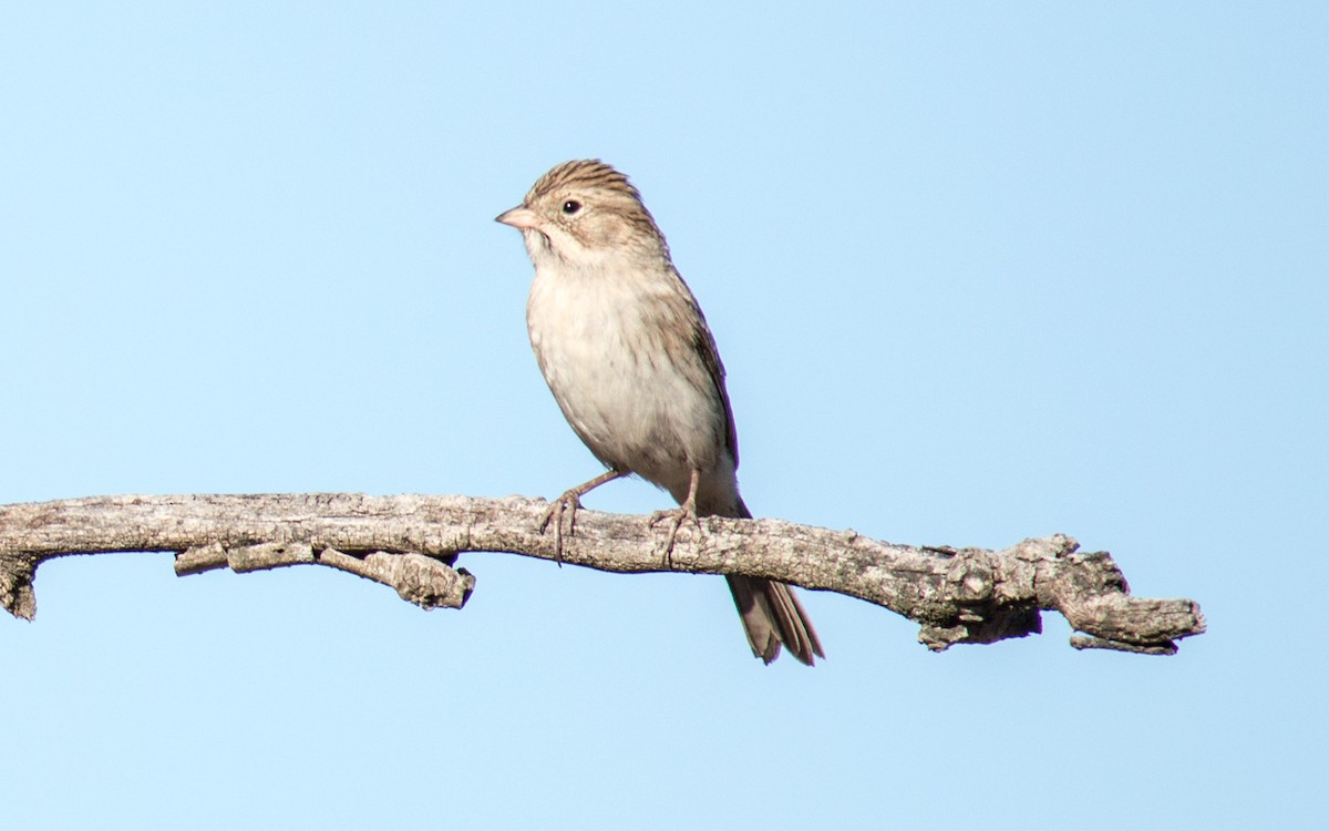 Brewer's Sparrow - ML70170281