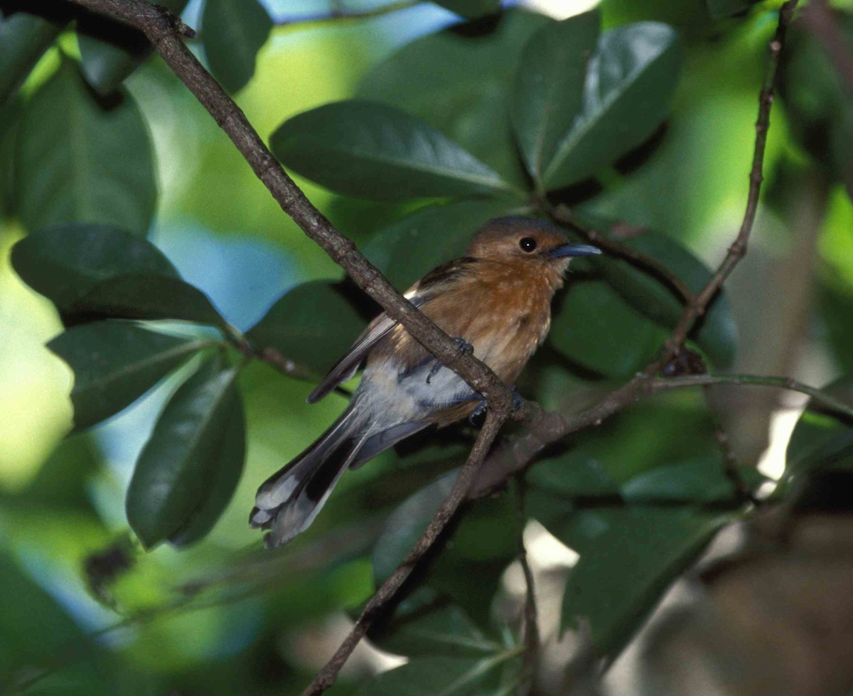 Tinian Monarch - ML701704