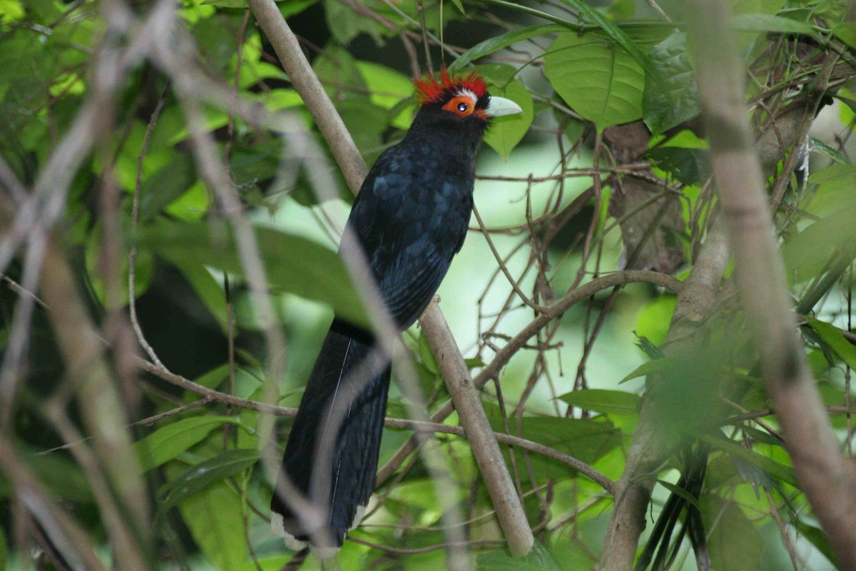 Red-crested Malkoha - ML701706