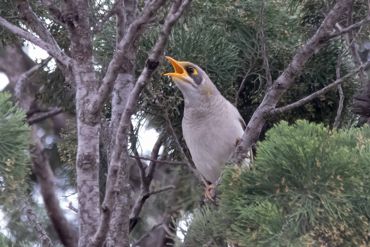 Yellow-throated Miner - Andrew Allen