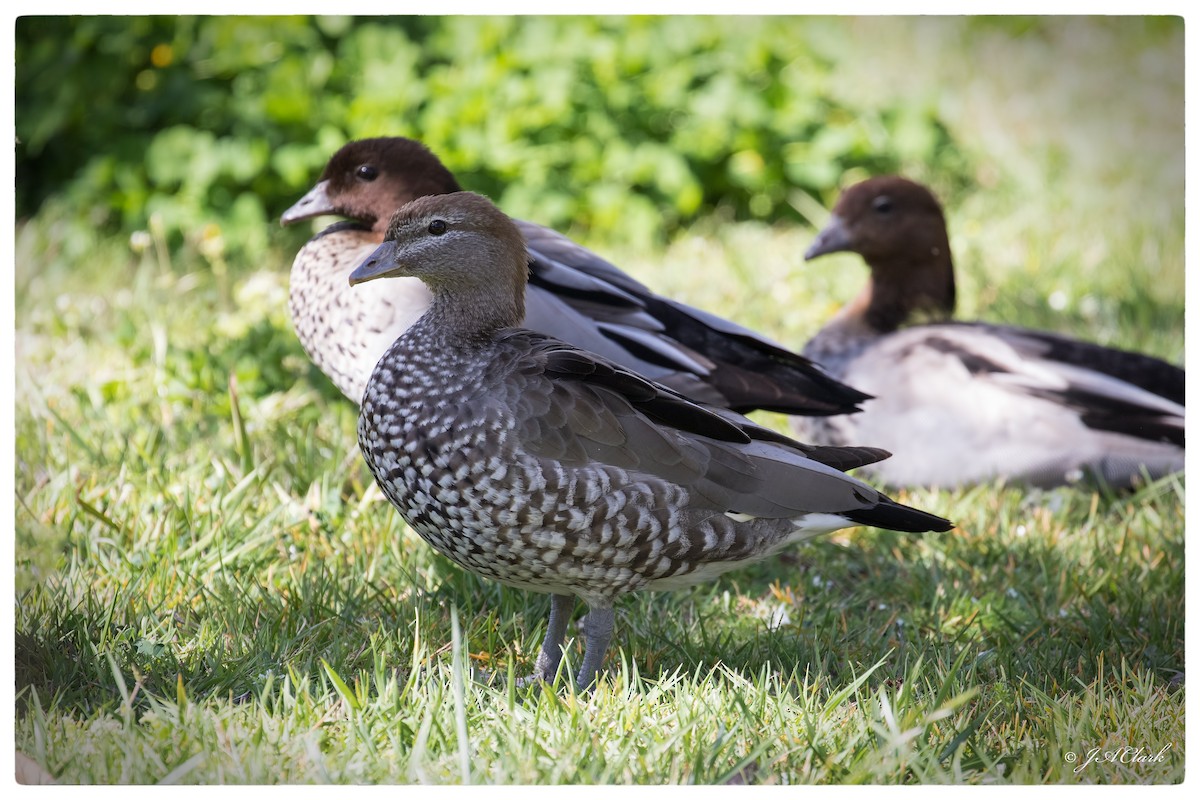 Maned Duck - ML70171971