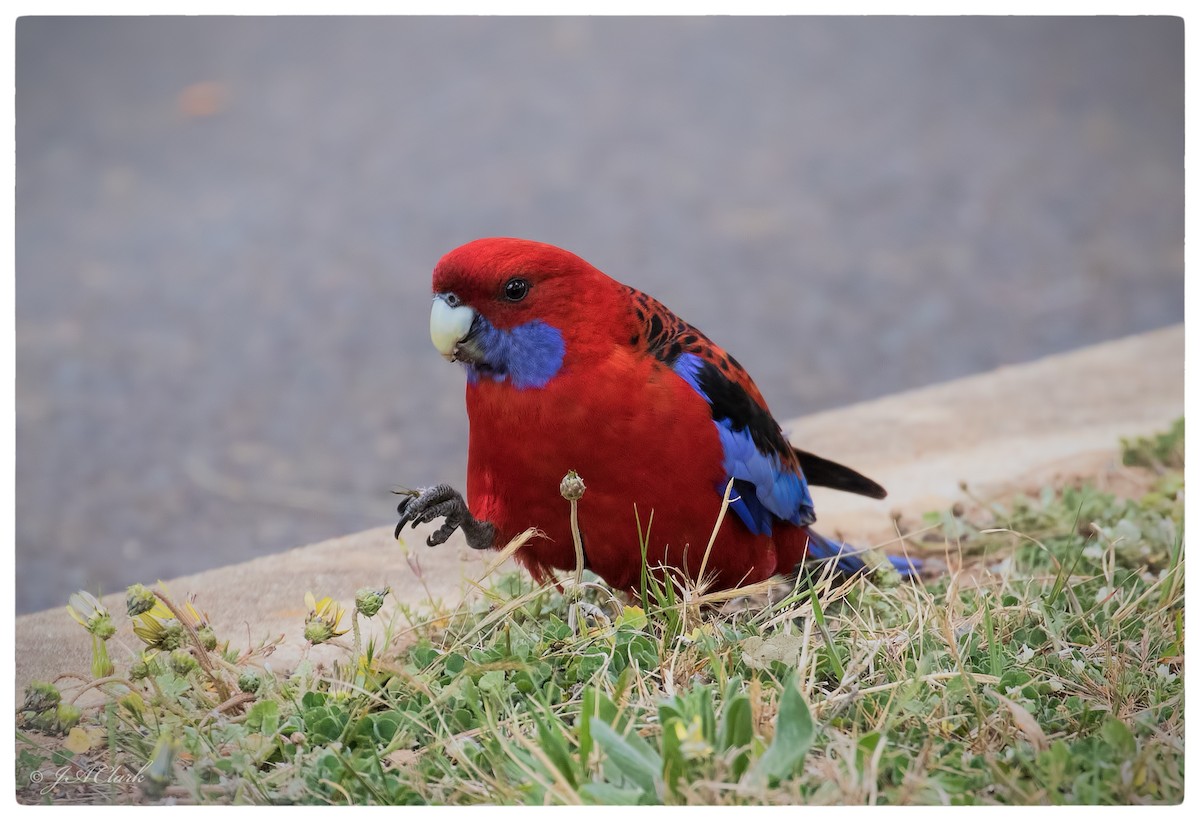 Crimson Rosella - ML70171981