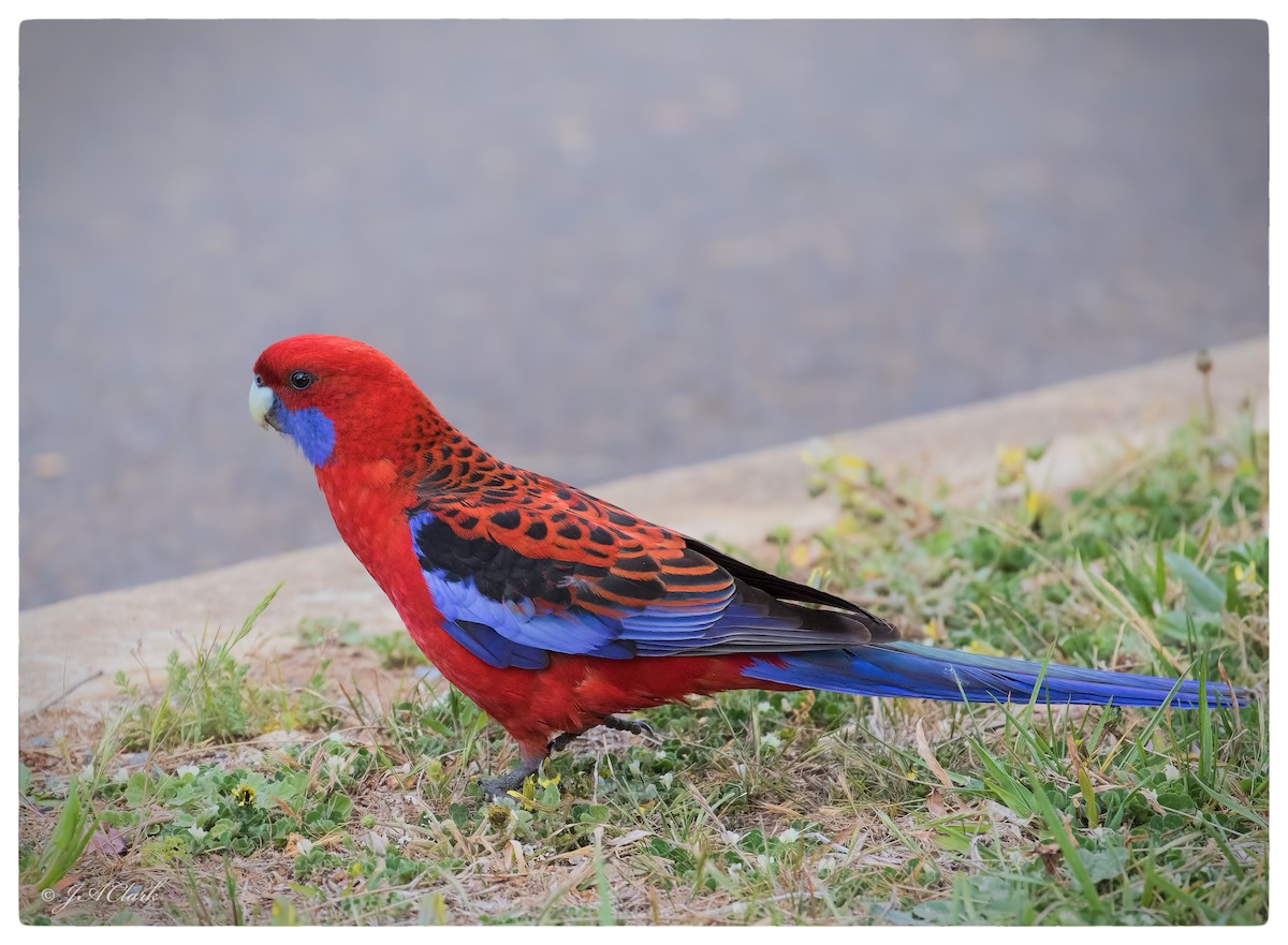 Crimson Rosella - ML70171991