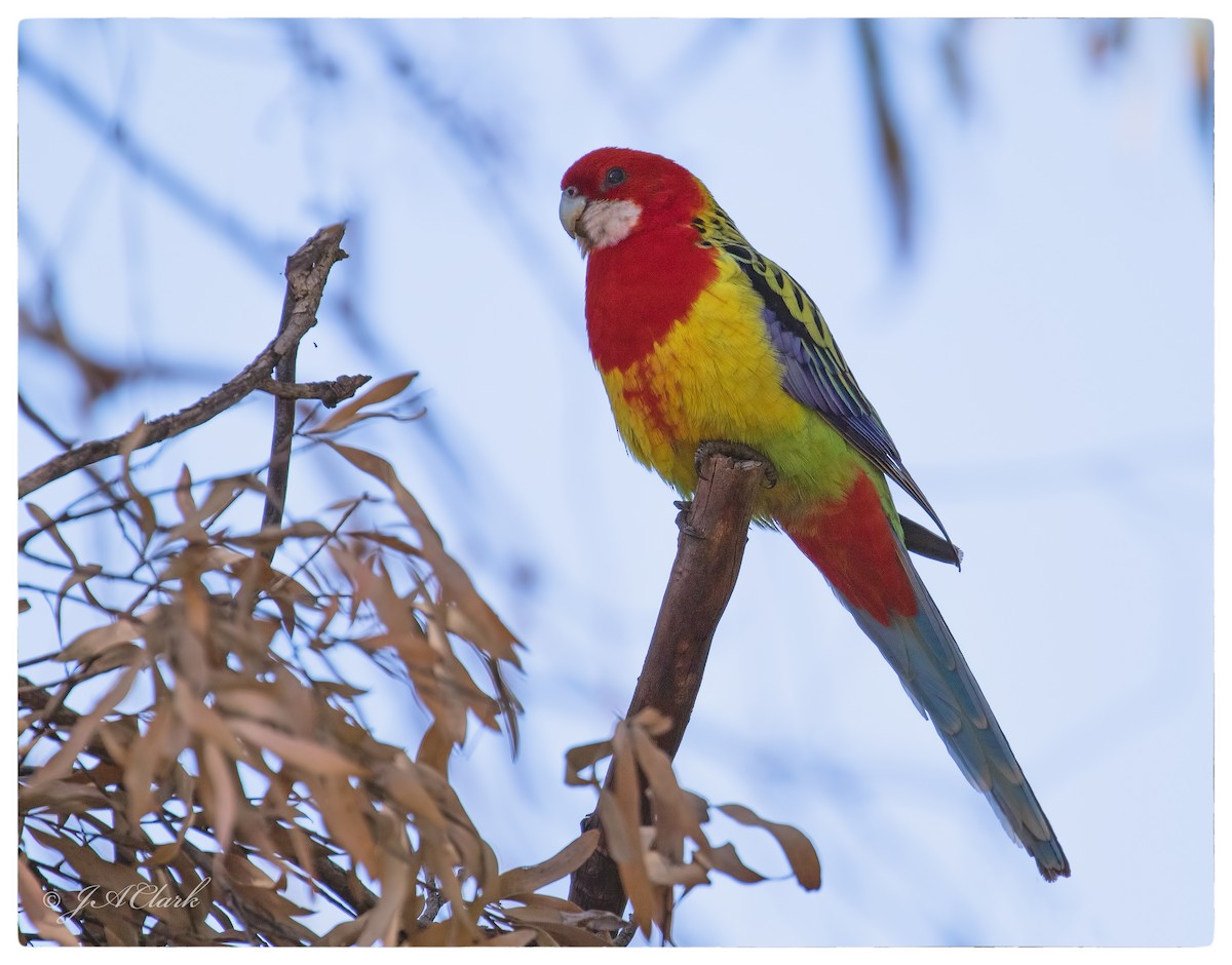 Eastern Rosella - ML70172001