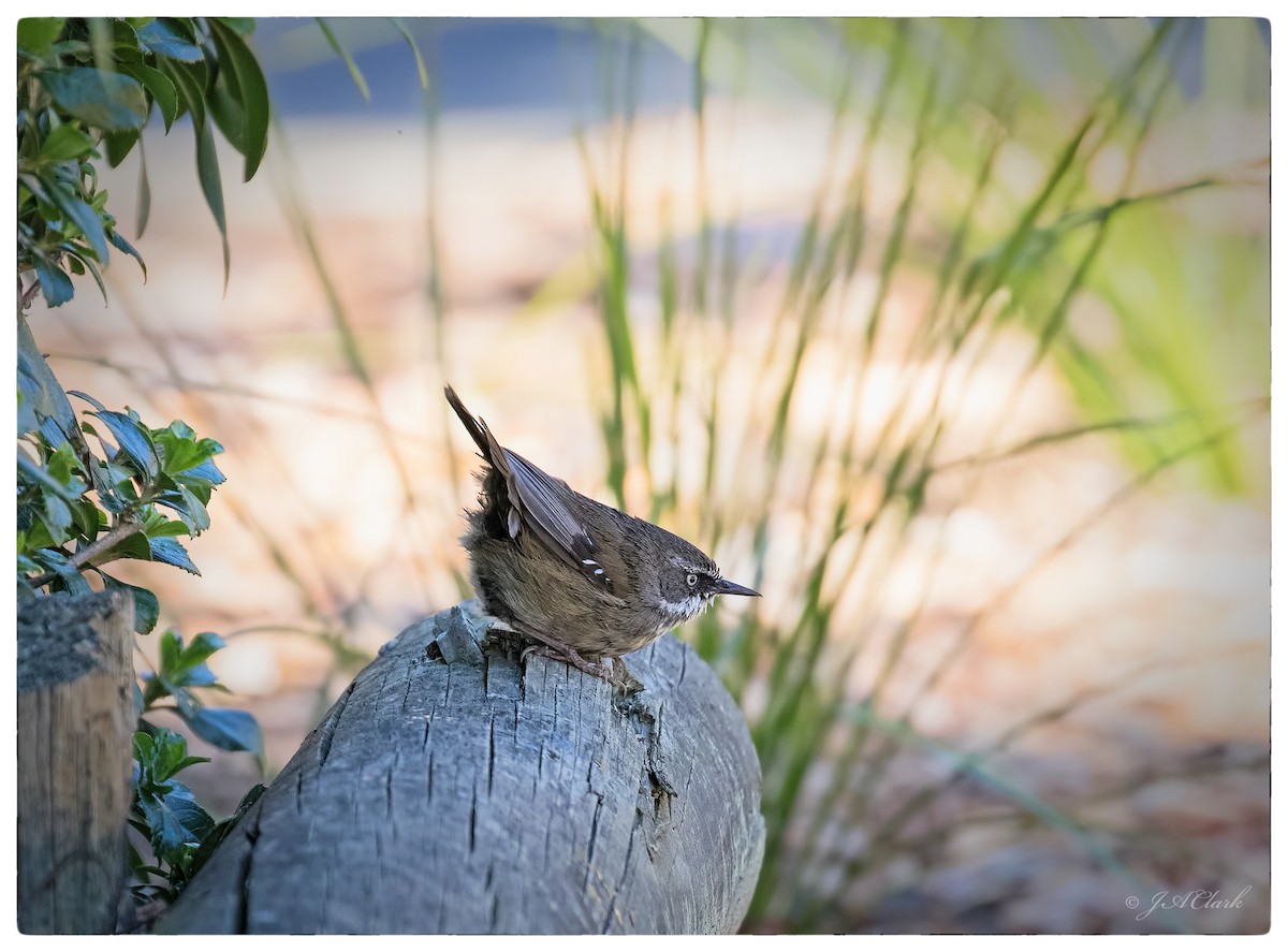 White-browed Scrubwren - ML70172041