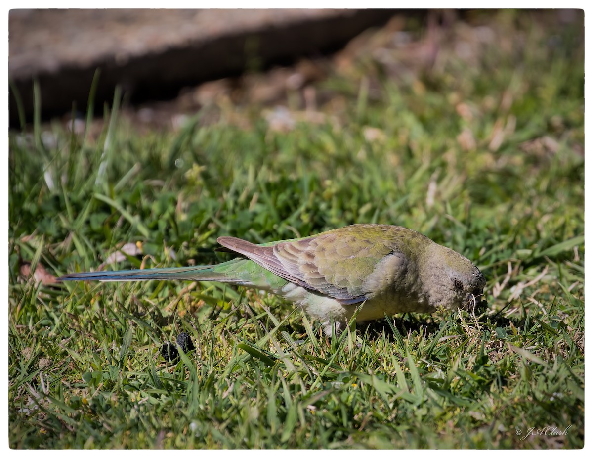 Red-rumped Parrot - ML70172061