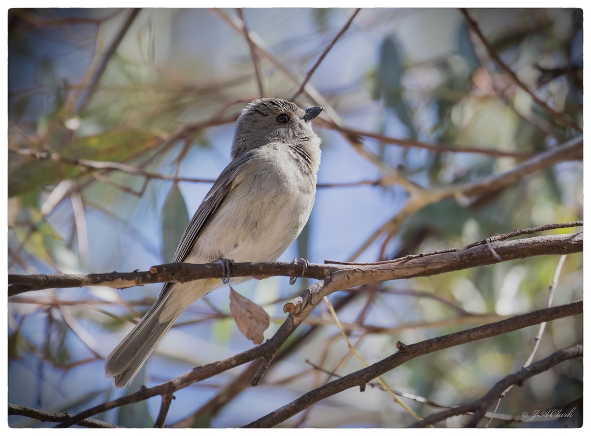 Golden Whistler (Eastern) - ML70172071