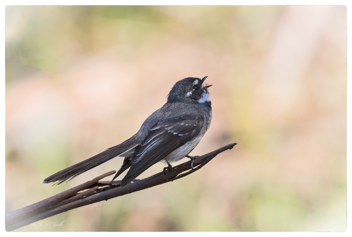 Gray Fantail - ML70172081