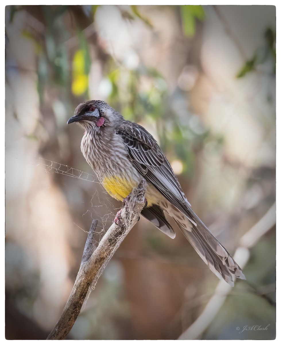 Red Wattlebird - ML70172091