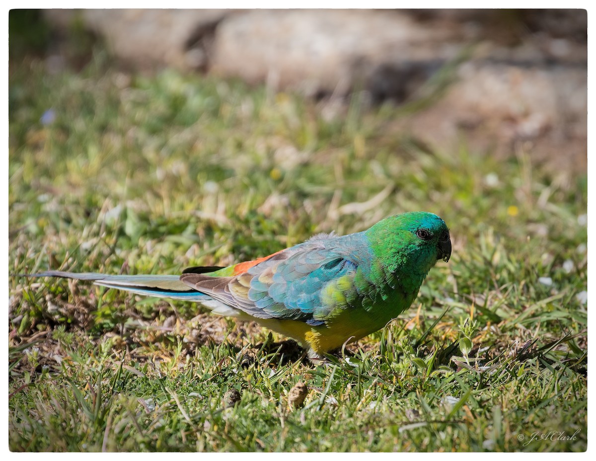 Red-rumped Parrot - ML70172111