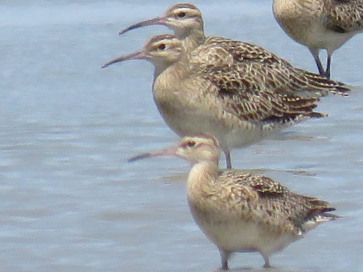 Little Curlew - Karen Rose