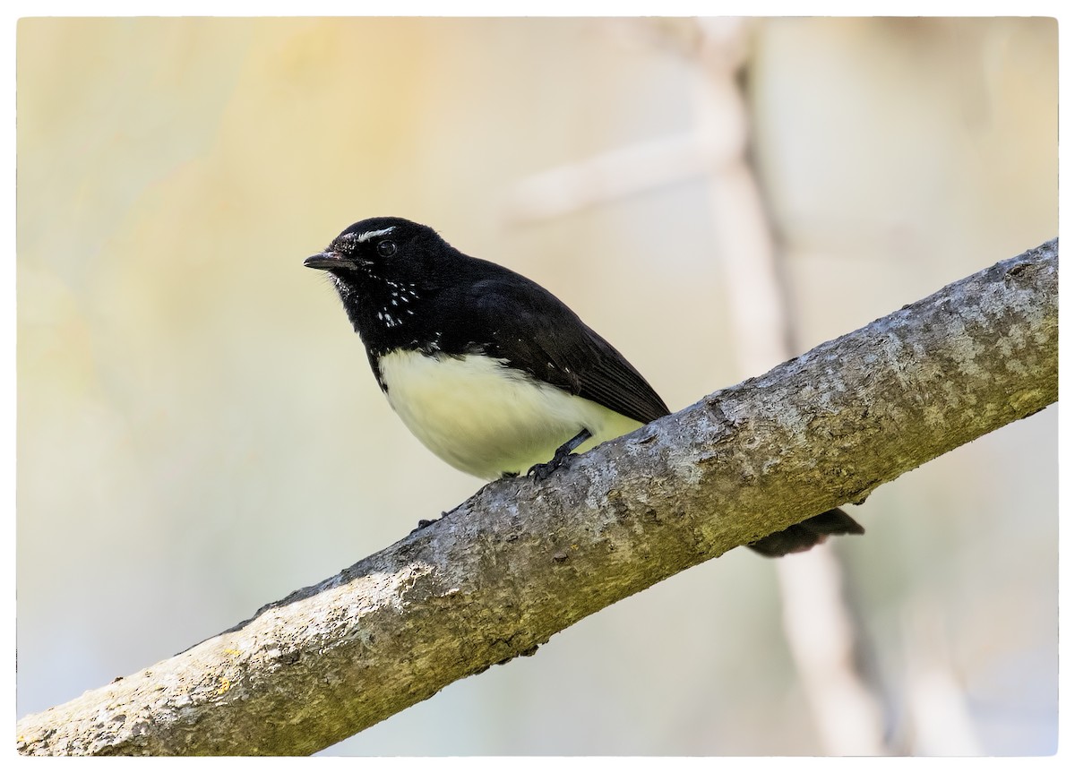 Willie-wagtail - ML70173151