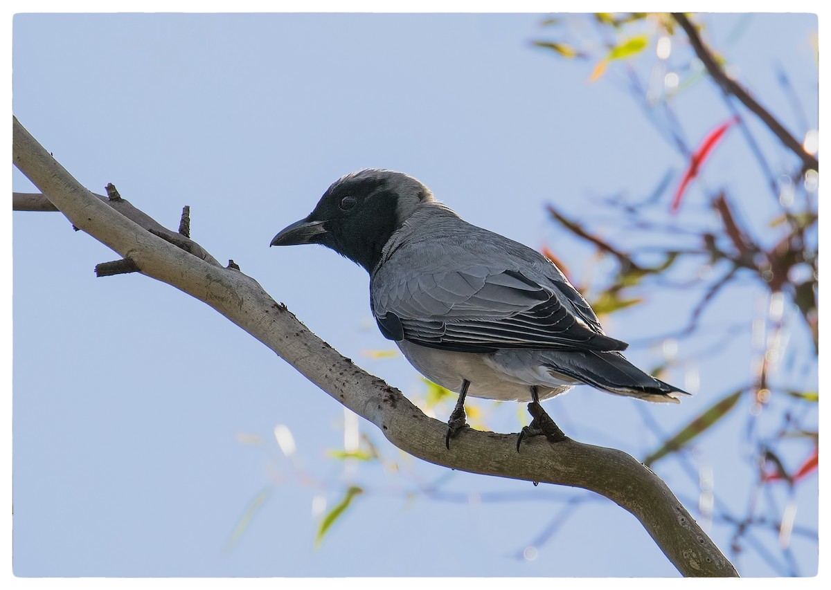 Black-faced Cuckooshrike - ML70173161