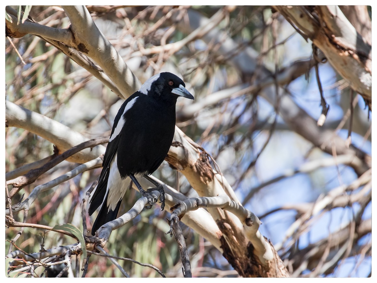 Australian Magpie - ML70173181