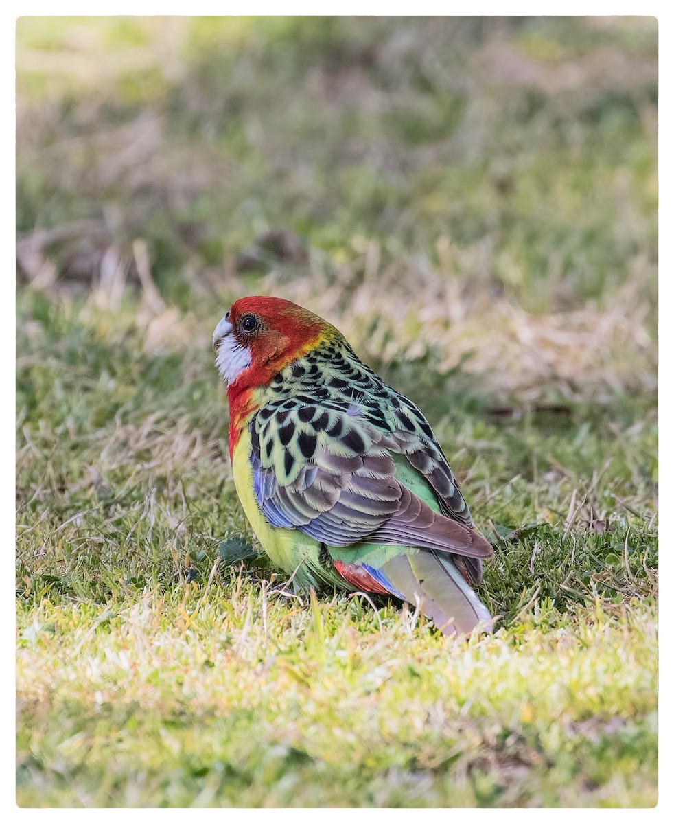 Eastern Rosella - ML70173191