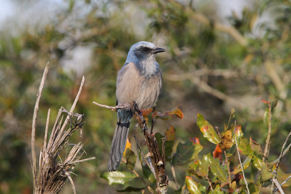 Florida Scrub-Jay - Christoph Moning