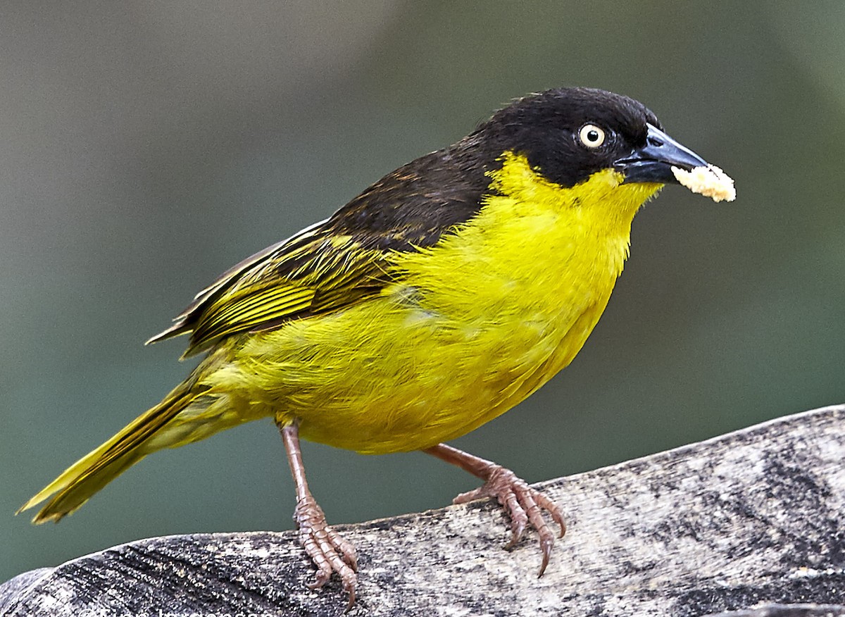 Baglafecht Weaver - Finn Jørgensen