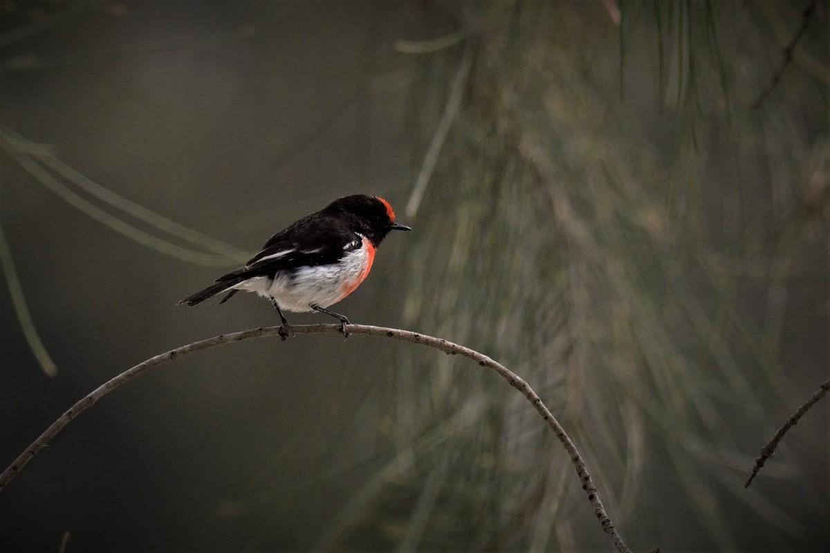 Red-capped Robin - ML70174041