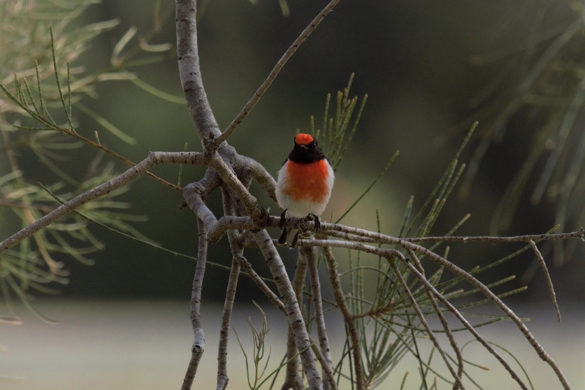 Red-capped Robin - ML70174051