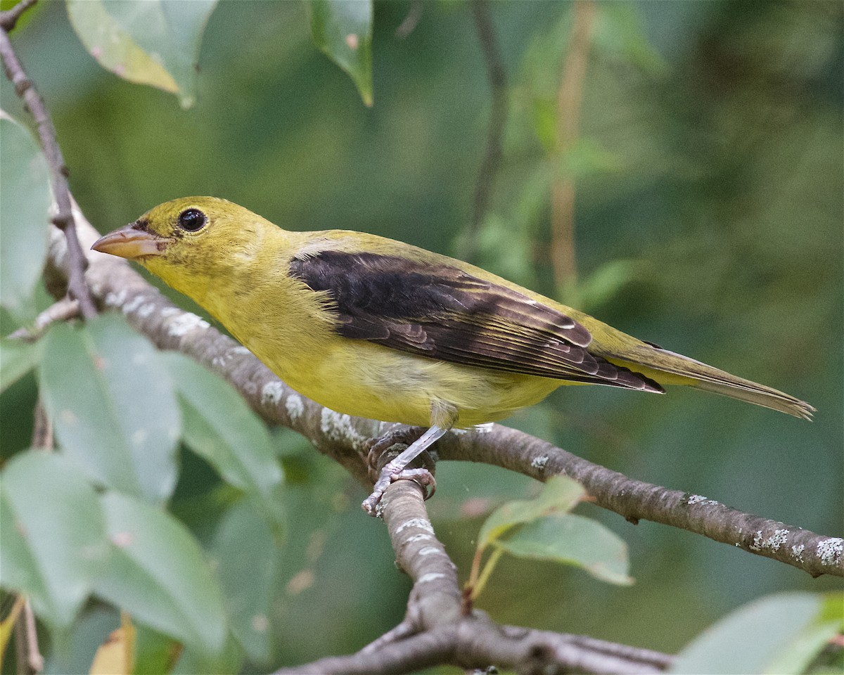 Scarlet Tanager - ML70174121