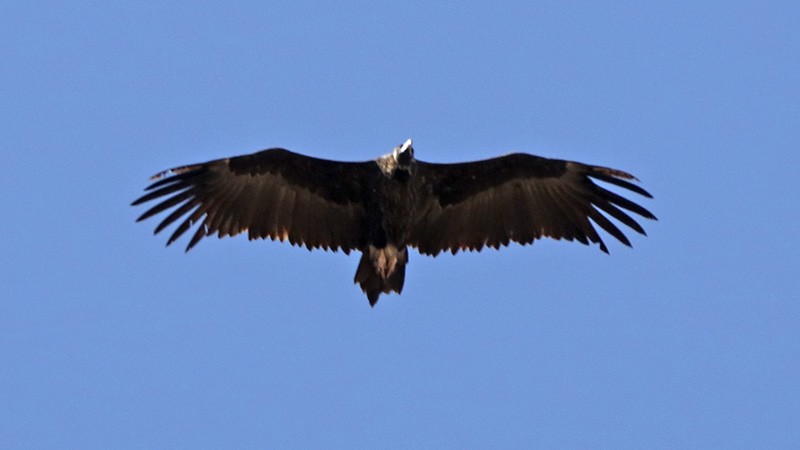 Cinereous Vulture - ML70176301