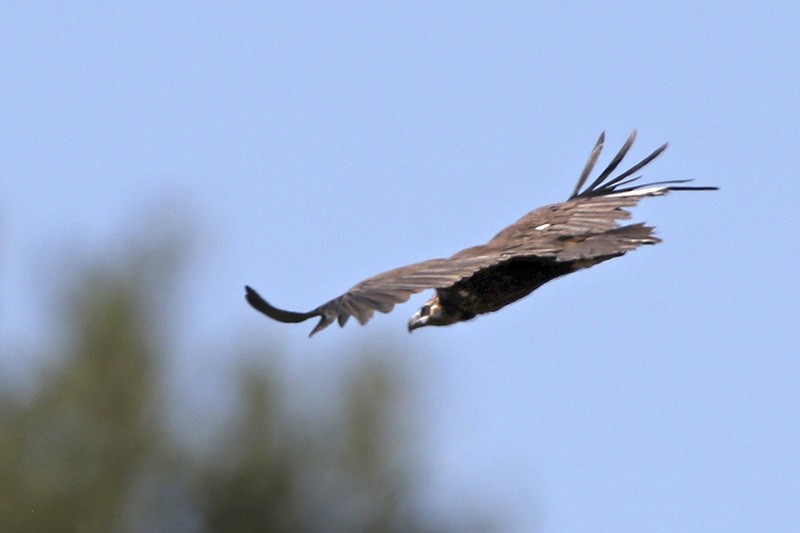 Cinereous Vulture - ML70176311