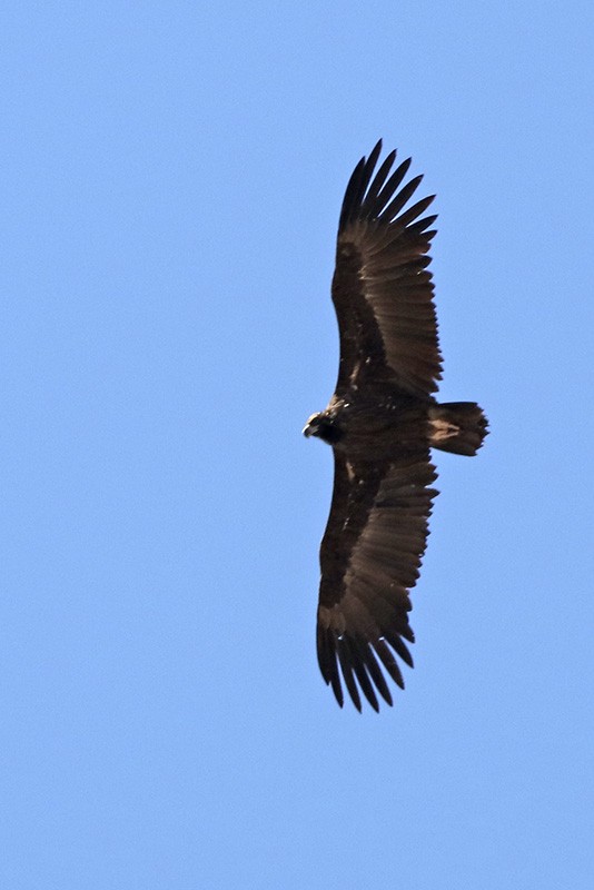 Cinereous Vulture - ML70176321