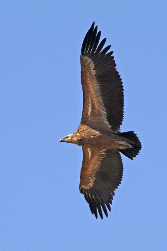 Eurasian Griffon - ML70176341